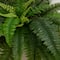 40" UV-Resistant Artificial Boston Ferns, 2ct.